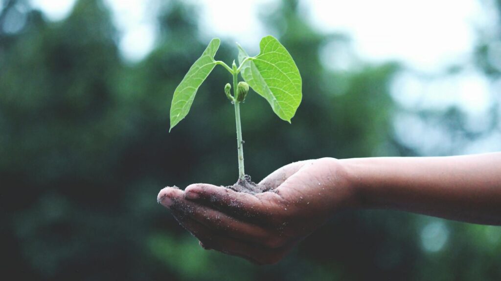 Person Holding A Green Plant